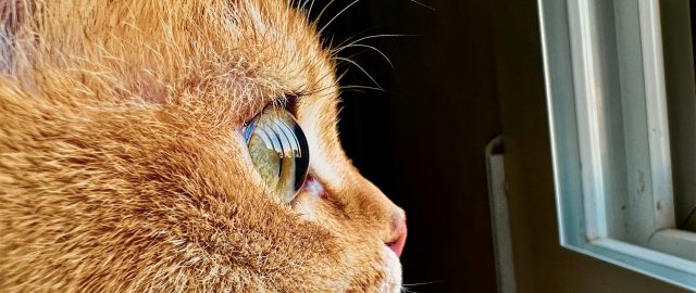 Apple ogłasza konkurs fotograficzny zdjęć makro „Shot on iPhone”